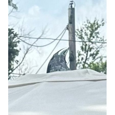 Ocean Master Max SAIL Finial